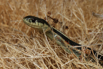 Close-up of the head of a coast garter snake (Thamnophis elegans terrestris) looking through dry grass. 