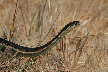 Profile of a garter snake slithering through dry, high grass in California. 