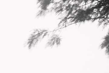 silhouette of a tree