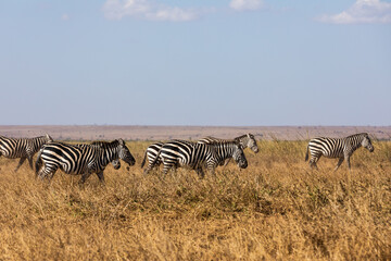 Fototapeta na wymiar KENYA - AUGUST 16, 2018: Zebras in Amboseli National Park