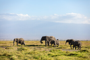 Fototapeta na wymiar KENYA - AUGUST 16, 2018: Elephants in Amboseli National Park