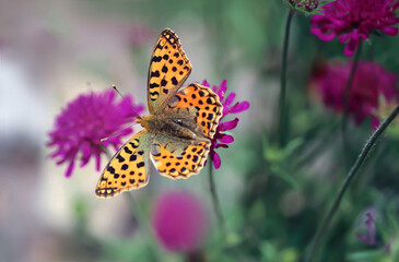 Kolorowy motyl © Gabriela