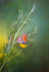 motyl na kwiatku © Gabriela