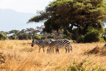 Fototapeta na wymiar KENYA - AUGUST 16, 2018: Two zebras in Amboseli National Park