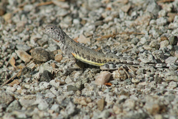 The mottled color pattern of this Zebra-Tailed Lizard (Callisaurus draconoides) helps it blend into the pebbles and rocks of the desert. 