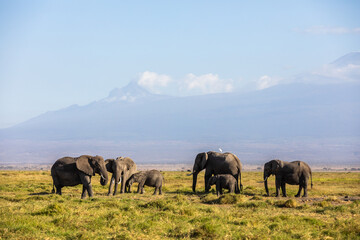 Fototapeta na wymiar KENYA - AUGUST 16, 2018: Elephants walking in Amboseli National Park