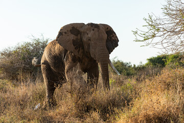 KENYA - AUGUST 16, 2018: Elephant in Amboseli National Park