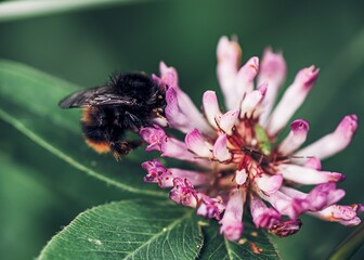 bee on pink flower