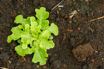 Organic lettuce grown on the ground,Fresh lettuce in a vegetable garden