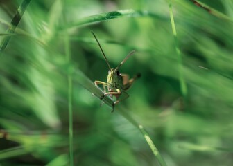 grasshopper on a green leaf