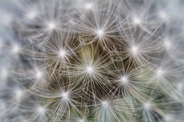 Abwaschbare Fototapete dandelion seed head © Марина Савченко
