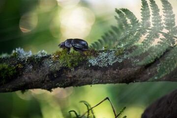 black bug on a tree