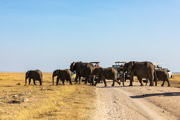 Obraz premium KENYA - AUGUST 16, 2018: Elephants crossing the road in Amboseli National Park