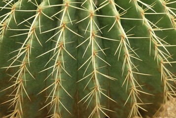 Close Up of Echinocactus Grusonii Cactus Plant