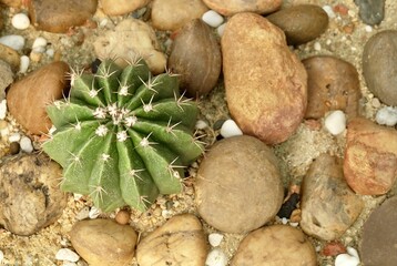 Echinocactus Grusonii Cactus Plant in Tropical Garden