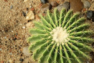 Echinocactus Grusonii Cactus Plant in Tropical Garden