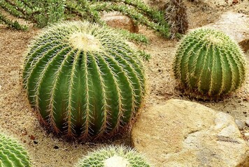 Echinocactus Grusonii Cactus Plants in Tropical Garden