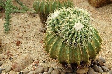 Echinocactus Grusonii Cactus Plant in Tropical Garden