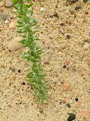 Green Didiereaceae Succulen Plant in Tropical Garden
