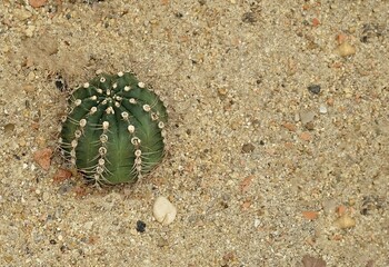 Echinopsis Cactus Plant in A Tropical Garden