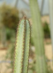 Pilosocereus Magnificus Cactus Plant in Tropical Garden