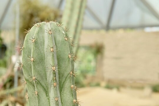Echinopsis Peruviana Cactus Plant in A Tropical Garden