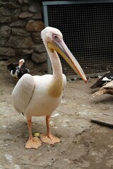 pelican on the beach