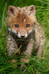 Rotfuchs (Vulpes vulpes) Junger am Bau