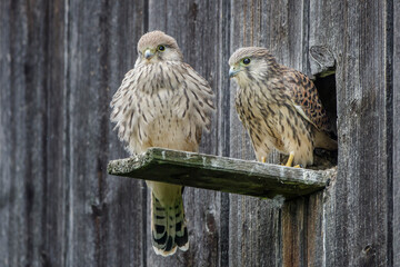 Turmfalke (Falco tinnunculus) flügge Jungvögel