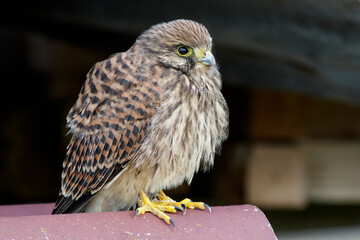 Turmfalke (Falco tinnunculus) flügger Jungvogel