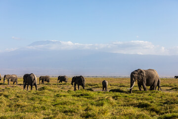Naklejka na ściany i meble KENYA - AUGUST 16, 2018: Elephants herd in Amboseli National Park