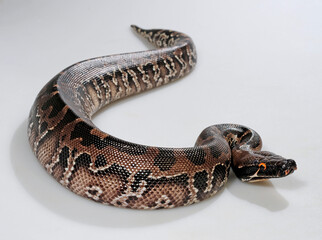 Sumatra Python // Buntpython, Sumatra-Kurzschwanzpython (Python curtus)