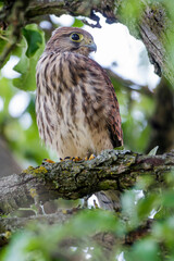 Turmfalke (Falco tinnunculus) Jungvogel nach dem Ausfliegen
