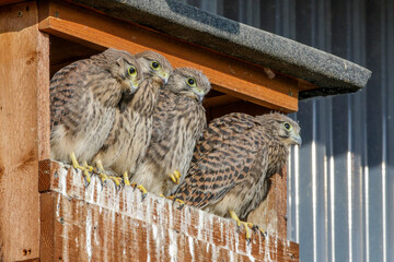 Turmfalke (Falco tinnunculus) Jungvogel