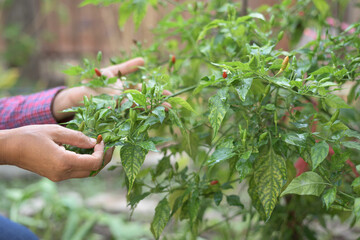 Fototapeta na wymiar Close up, selective focus of unrecognizable human hands with wrinkes picking fresh chili from organic garden. Senior lifestyle and gardening concept