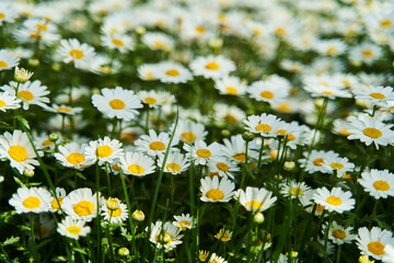 View of the field of daisies. Chamomile background picture.