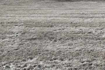 black and white lawn grass meadow background texture