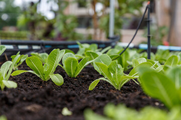 Organic lettuce grown on the ground,Fresh lettuce in a vegetable garden