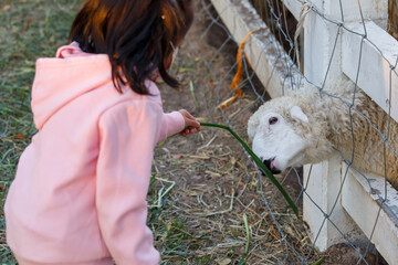 Asian kids girl feeding grass to sheep on the farm.