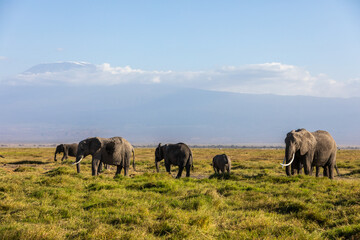 Naklejka na ściany i meble KENYA - AUGUST 16, 2018: Elephants in Amboseli National Park