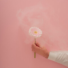 valentines fresh white gerber in man hand against coral pink background and smoke. adorable...
