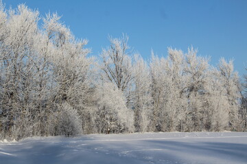 winter landscape with trees frosty sunny weather 