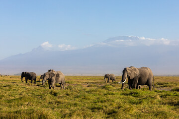 Naklejka na ściany i meble KENYA - AUGUST 16, 2018: Herd of elephants in Amboseli National Park