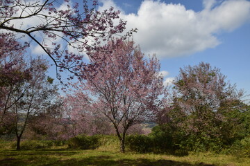 Naklejka premium Thai cherry blossom garden