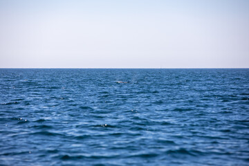 Obraz premium Pods of Oceanic dolphins or Delphinidae playing in the water