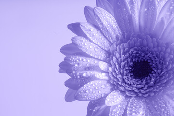 Single gerbera flower in the morning dew. Monochrome image. Isolated on very peri background. Copy...