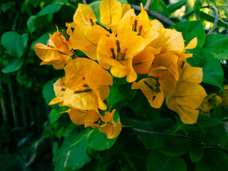 Yellow flowers in a colorful landscape formal garden. Beautiful garden.