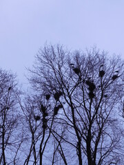 Rooks build large nests in the crowns of tall trees in the spring (Corvus frugilegus).