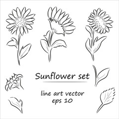 Black and white line art illustration of sunflower on a white background.
