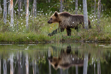 Braunbär (Ursus arctos)